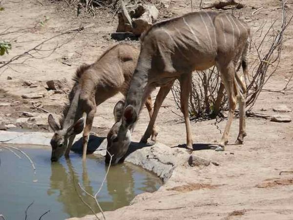 drought-striken kudu at the Hobatere Lodge waterhole