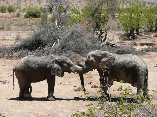 elephant interaction at the Hobatere waterhole