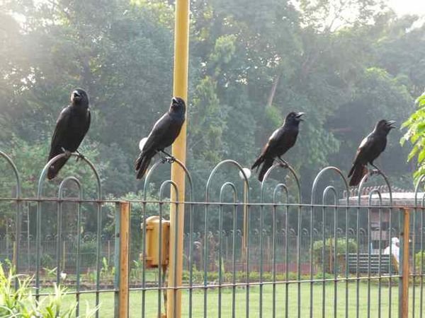 crows at the Hanging Gardens