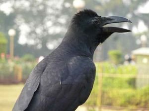 crow at the Hanging Gardens