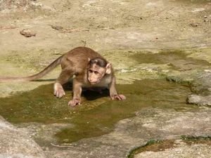 monkey on Elephanta Island