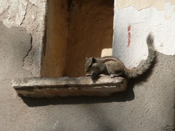 squirrel in the Lal Ghat