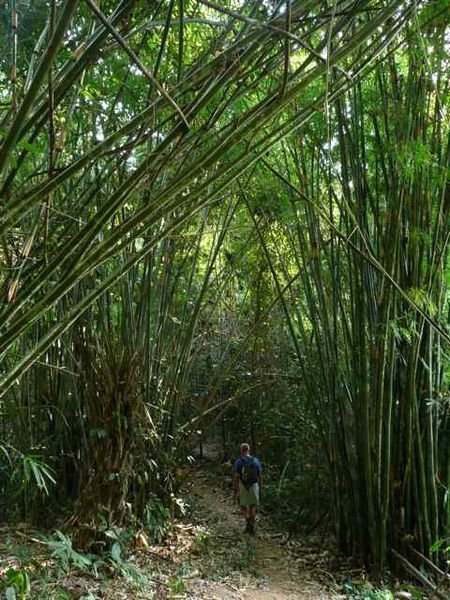 walking through bamboo forest