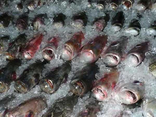 fish on sale at the Central Market