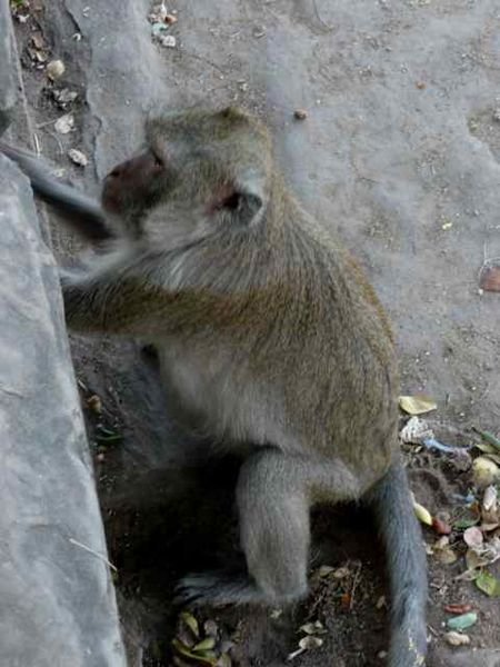 monkey near the Angkor ruins