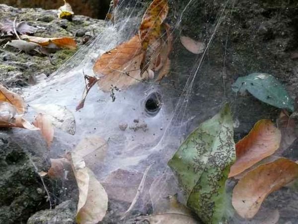 spidersweb at Neak Pean