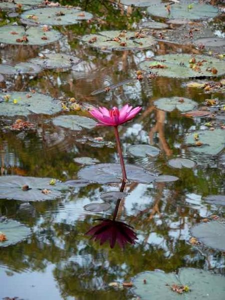 lily at Banteay Srey