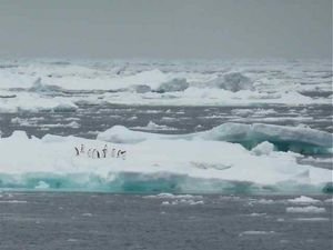 Adelie penguins on an old ice floe