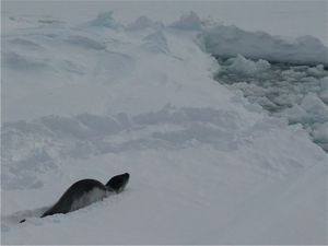 leopard seal flumping through the snow on its ice floe