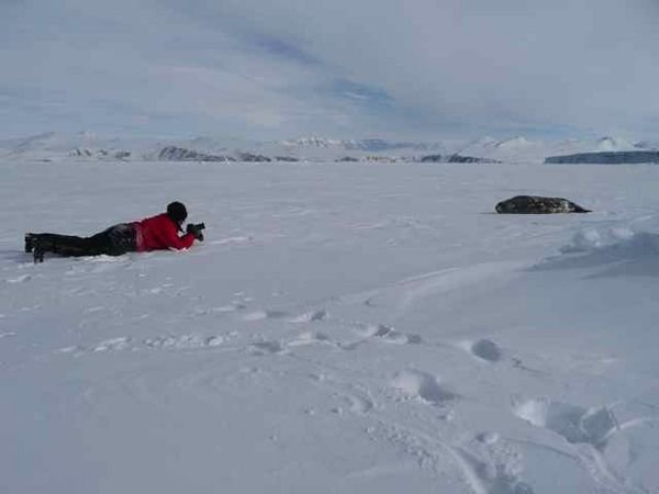 photographing a Weddell seal