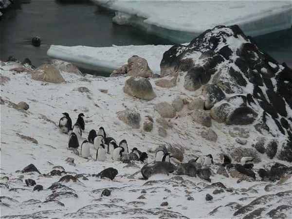 the most southerly Adelie penguin colony