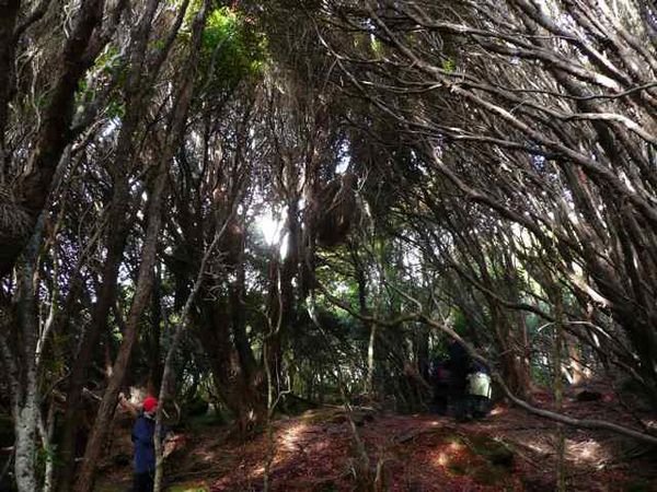rata forest on Auckland Island