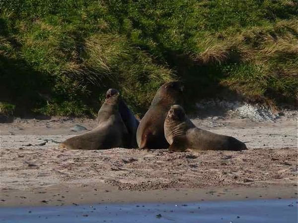 Hooker's sea lions on Enderby Island
