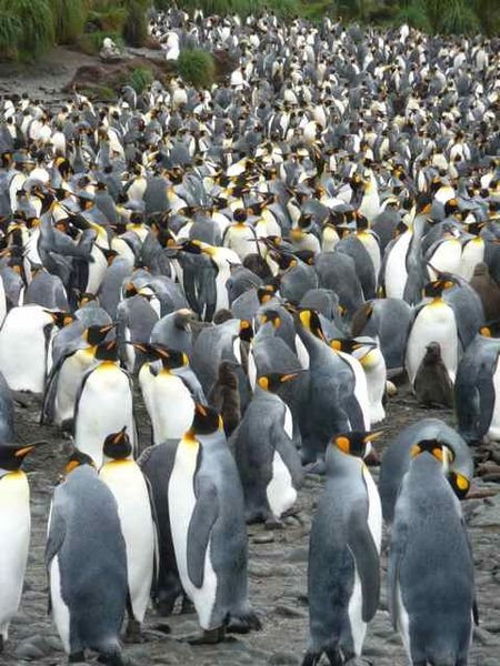 king penguin breeding colony on Macquarie Island