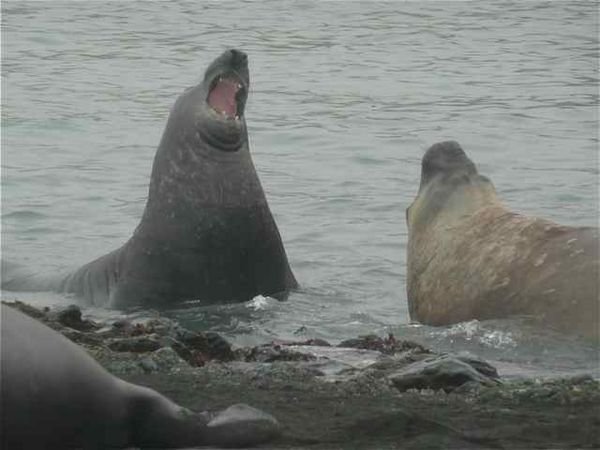grumpy elephant seals