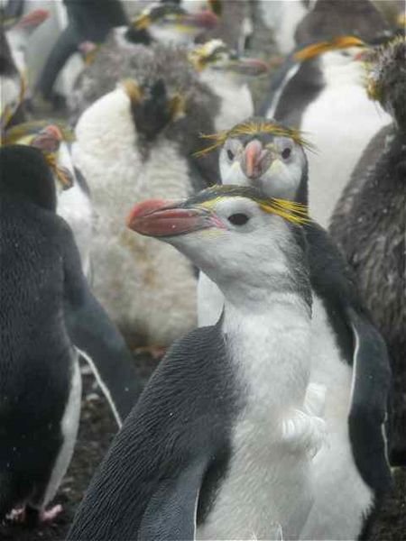 royal penguins on Macquarie Island