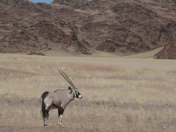 gemsbok on the high plains