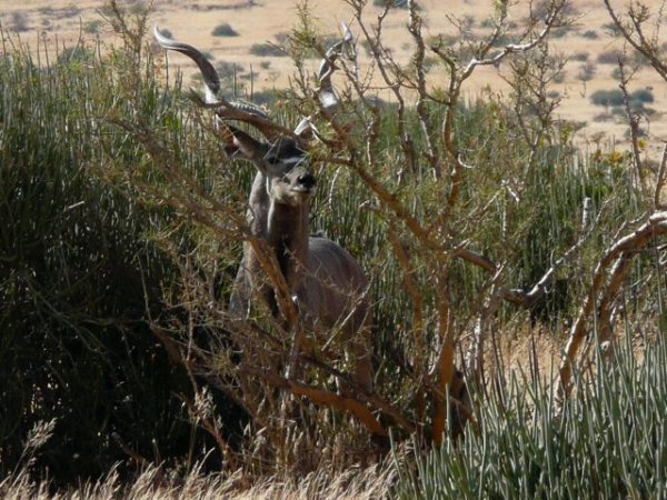 kudu in Damaraland