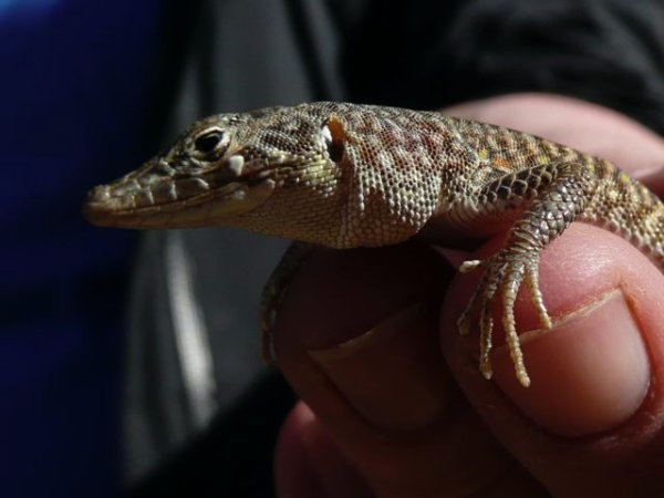 wedge-snouted skink