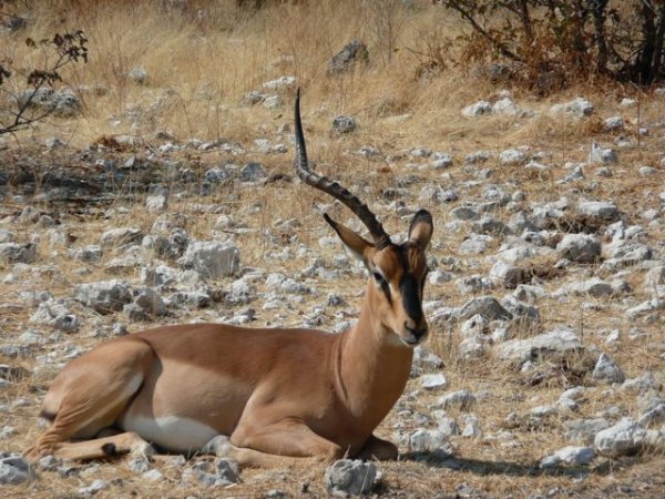 black-faced impala, of the lopsided persuasion