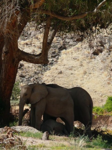 juvenile elephant resting under his sister