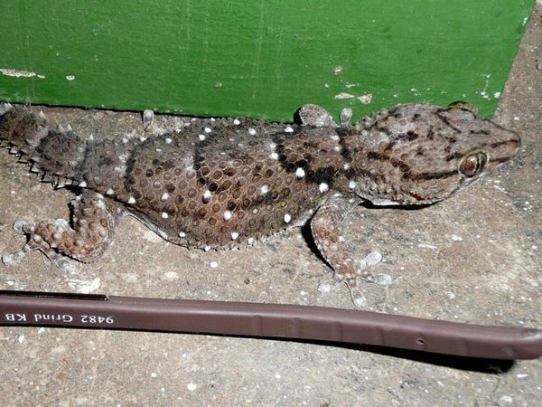 fat gecko
