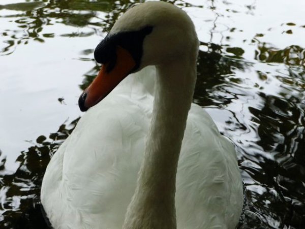 hopeful swan