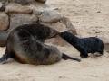 mother and calf Cape fur seal are reunitied