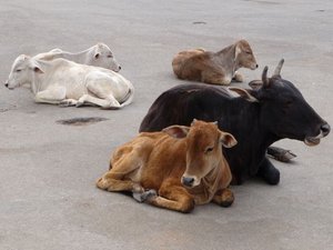 uninterested cows outside Sri Chamundeswari Temple, Mysore