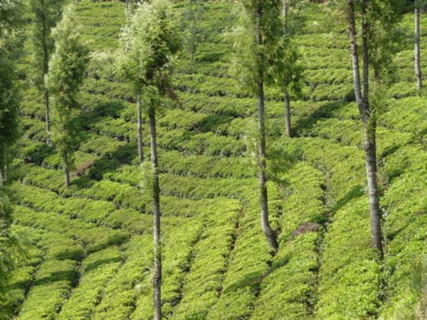 tea plantations, Ooty