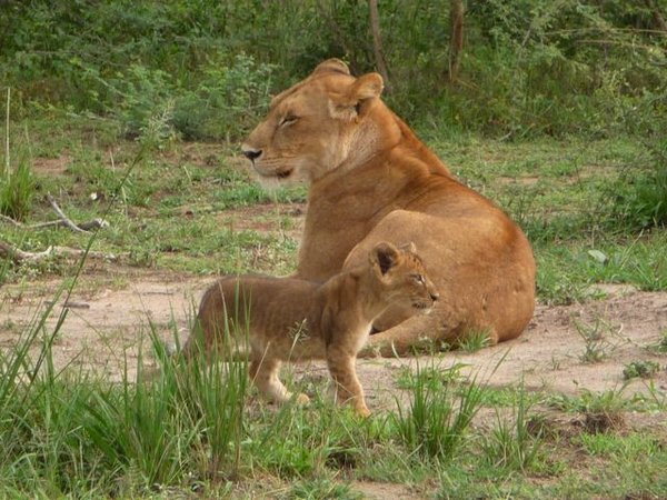 lone lioness with her surviving cub