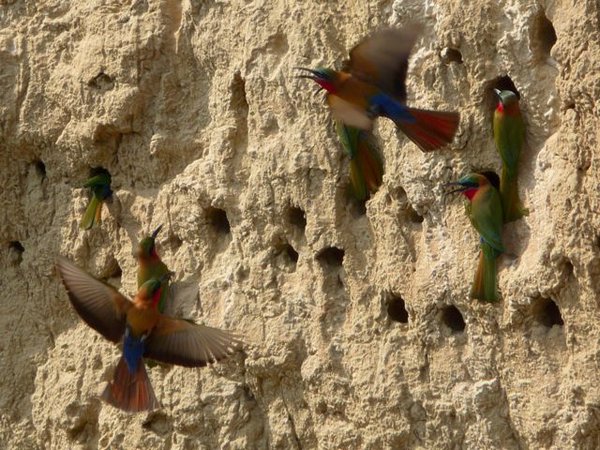 red-throated bee-eaters