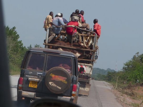 transporting cattle, Uganda-style