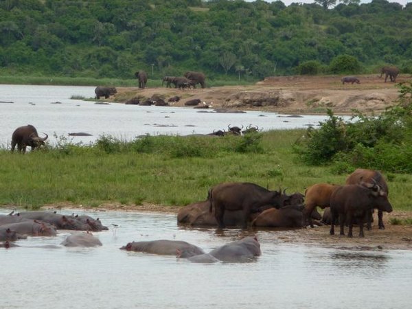 wildlife on the shores of the Kazinga Channel