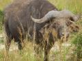 buffalo with mud face-pack
