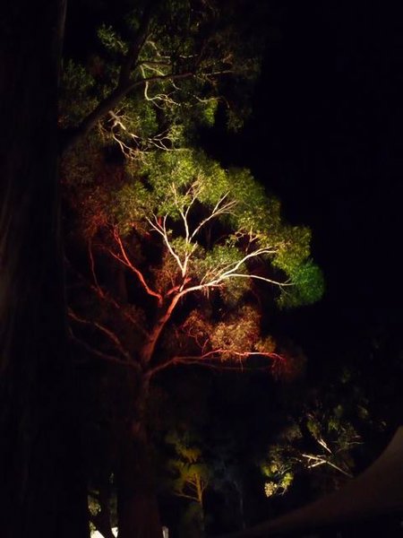 illuminated trees