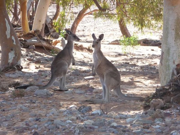 a couple of wild Eastern grey kangaroos