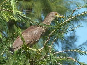 a night heron up a tree in daytime
