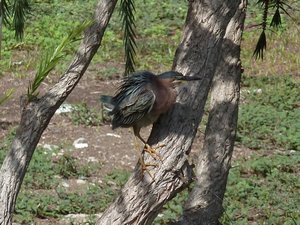 green-backed heron, also up a tree