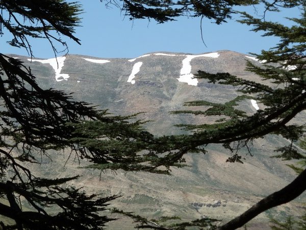 the remains of the winter snow through the cedars