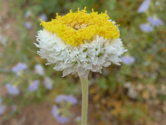a paper daisy