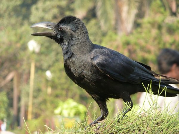 rook at the Hanging Gardens