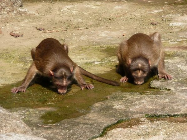monkeys on Elephanta Island