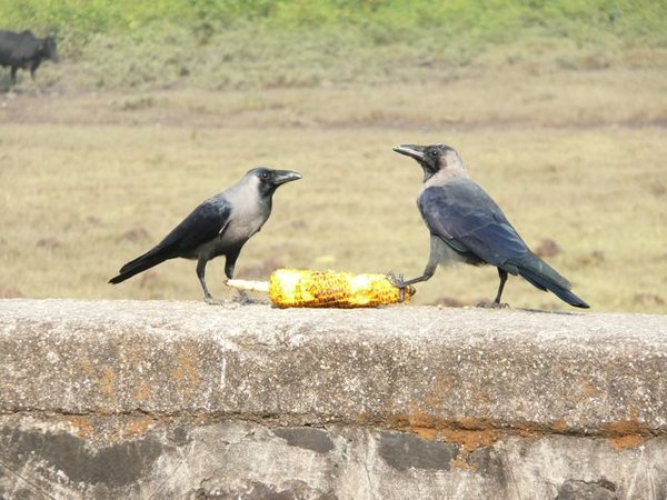 bonus lunch for the crows