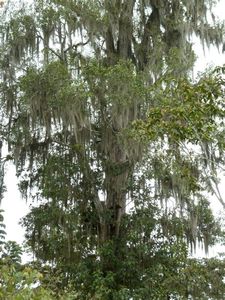 Spanish-moss shrouded tree