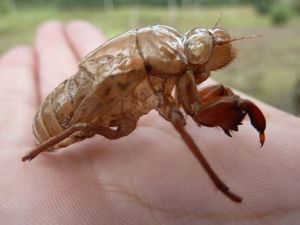 cicada carcass