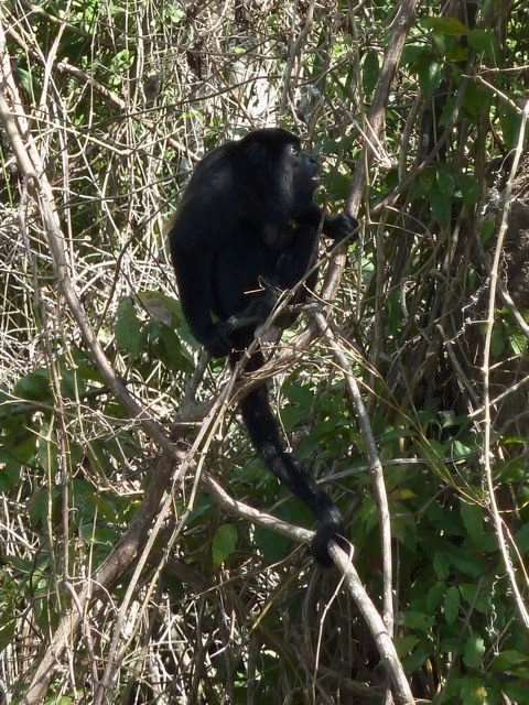 howler monkey, Isla El Padre