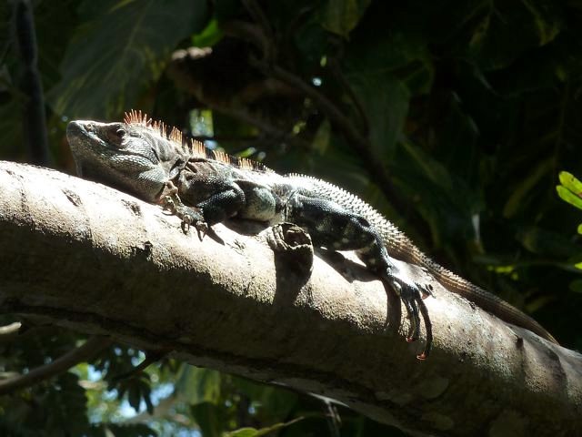 iguana relaxing on a branch outside my room