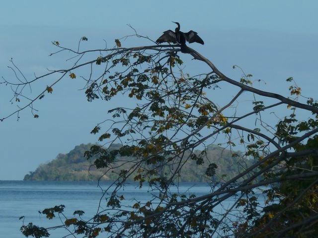 cormorant drying his wings