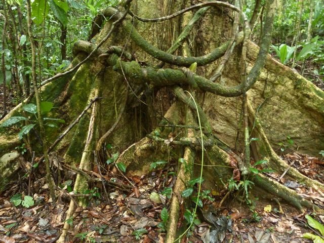 a tangle of roots and creepers